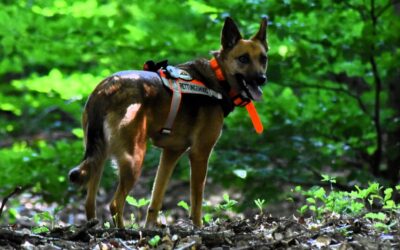 Gemeinsames Training – Mantrailer treffen Flächensuche