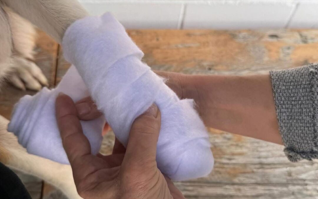 Erste Hilfe am Hund – Wissen, das Leben retten kann